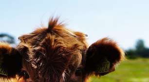 BB-BI vê JBS (JBSS32) no caminho certo, mas alerta para desafios: ainda vale comprar?