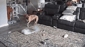 Cachorro provoca incêndio ao mastigar bateria de íon-lítio nos Estados Unidos