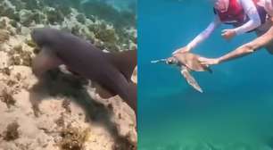 Turista é multada em R$ 10 mil após publicar vídeo tocando em tartaruga-marinha