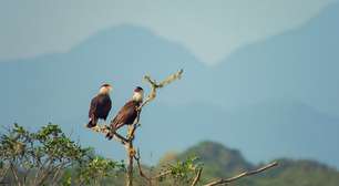 Por que este paraíso sem sinal de celular está virando o segredo mais bem guardado do litoral paulista