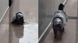 Tutora improvisa capa de chuva em cachorra que se 'recusa' a fazer necessidades dentro de casa