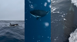 Oceanógrafo faz registros impressionantes de orcas na Barra da Tijuca