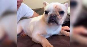 Cachorro que desapareceu após acidente com Porsche é encontrado vivo em Cascavel