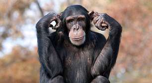 Chimpanzés usam plantas medicinais para curar feridas e ajudar os outros