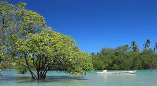 Mal visto por turistas, manguezais são berçários da vida marinha: veja destinos