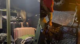 Cães farejadores encontram 37 kg de maconha em ônibus que saíram de Foz e dois jovens são presos em Curitiba