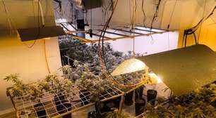Polícia encontra estufa de maconha em mansão no Campo Comprido e apreende cerca de 350 pés