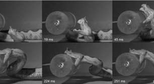 Você sabe qual cobra tem o ataque mais rápido? Estudo filmou mais de 30 espécies e descobriu