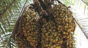 Brasil tem potencial para assumir liderança na produção de biocombustíveis e segredo pode estar na macaúba; conheça