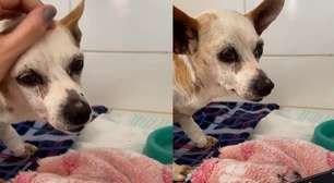 Cachorrinho viraliza ao se emocionar com voz do tutor durante internação: 'Papai está com saudade'