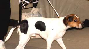 Conheça a nova raça de cão de fazenda dinamarquês-sueco