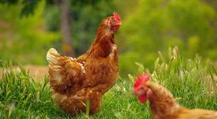 Este é o animal mais produtivo para o ser humano