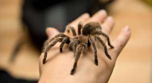 Tarântulas de estimação: o fascínio por um pet inusitado