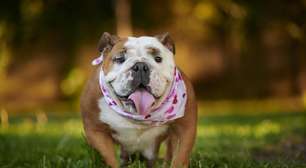 7 raças de cachorro originárias do Reino Unido