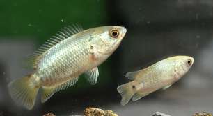 Descubra o peixe Anabas O "milagreiro" que vive até 6 dias fora d'Água