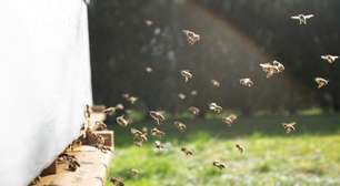 Abelhas e agricultura: uma conexão fundamental