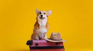 12 dicas para viajar com o pet com conforto e segurança