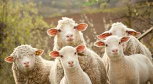 Leite além do copo: diferenças nutricionais entre vaca, cabra, ovelha, búfala e humano