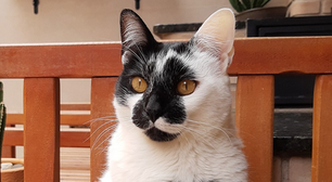 Gato com mancha de coração vence concurso de mais bonito do Brasil; veja fotos