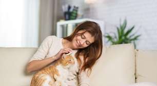 6 cuidados essenciais com gatos idosos