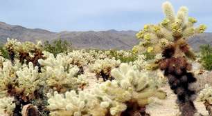 Cactos de diversos tipos: planta tem resistência que surpreende