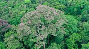 Estudo revela espécie de árvore que se beneficia de raios