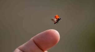 Um organismo microscópico revela pistas de como os animais evoluíram