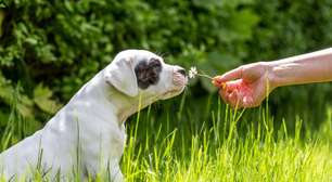 Alergia em pets: saiba quais são os principais sintomas e como identificar