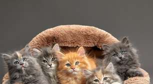 7 curiosidades sobre as cores dos gatos