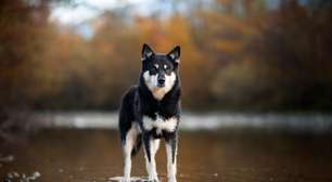 4 características do cachorro da raça pastor finlandês da lapônia