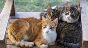 Gatos são as criaturas mais perfeitas da natureza; saiba porque