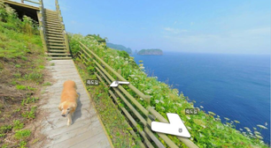Cachorra segue fotógrafo e rouba a cena em mais de mil fotos; veja