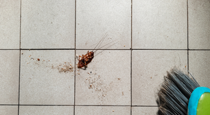 Encontrar baratas em casa já não é legal, agora um novo estudo aponta que a presença do inseto pode ser ainda pior do que imaginávamos