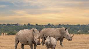 7 curiosidades interessantes sobre os rinocerontes