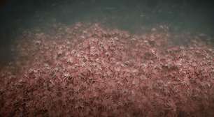 Caranguejos formam 'tapete' gigante no fundo do mar; entenda o fenômeno