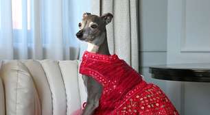 Cadelinha influencer que virou ícone fashion morre após passar por cirurgia