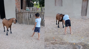 Um 'pet' nada comum: amizade entre menino e bode conquista a internet