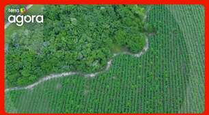 Floresta Futuro Vivo: diretor de startup que venceu 'Oscar da Sustentabilidade' detalha projeto que irá regenerar 900 mil hectares