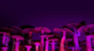 Cogumelos mágicos e meditação podem reduzir depressão e Burnout