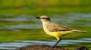 Capivara vira "parceira de caça" de aves no Pantanal
