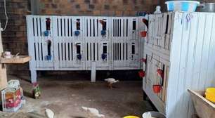 Polícia Civil resgata 45 galos usados em rinhas durante operação no Noroeste do RS