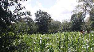 Brasil e COP30: a busca por coerência entre ambição e prática