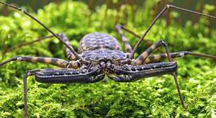 Parecem aranhas, mas não são. Conheça os amblipígios