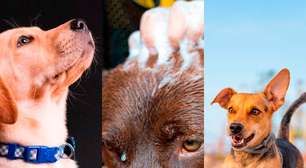 Saiba como manter a saúde do seu pet