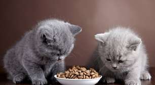 Veja as dicas para cuidar muito bem do seu gato