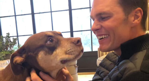 Tom Brady clona cão adotado com Gisele Bündchen; entenda técnica e valores