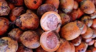 Técnica inovadora revela consumo de noz psicoativa há 4 mil anos