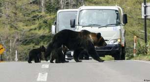 Japão mobiliza Exército para conter ursos no norte do país
