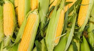 Por que toda espiga de milho tem número par de fileiras?