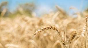 Dia do Trigo: vilão ou aliado do coração?